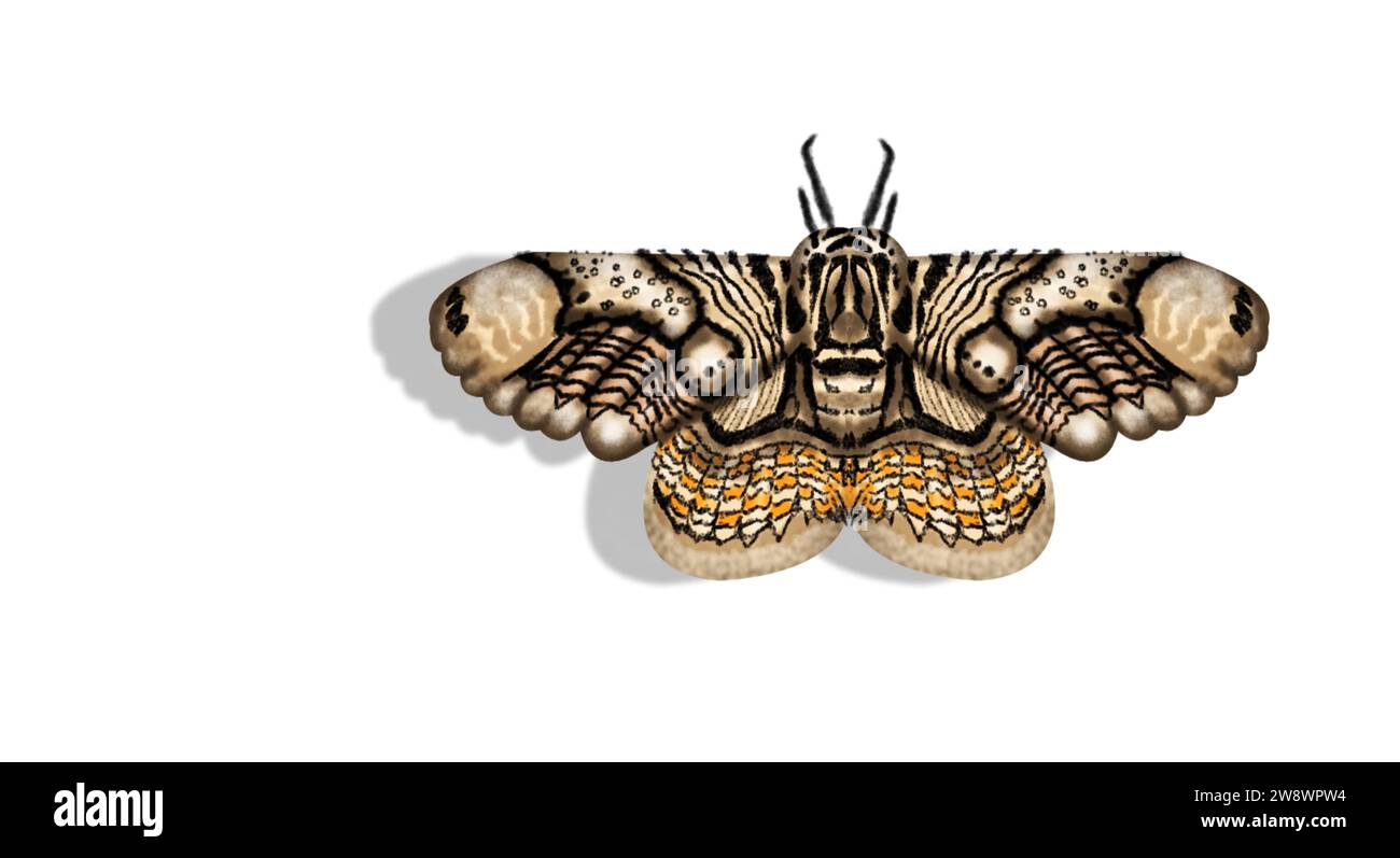 moth isolated on white background Stock Photo