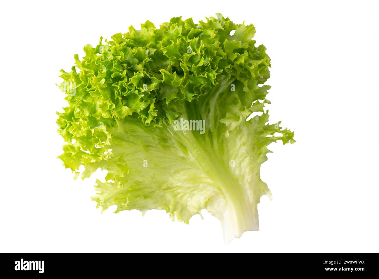 Lettuce organic salad, fresh green hydroponic vegetable isolated on white background. Salad leaf close up. Vegetarian food, healthy lifestyle Stock Photo