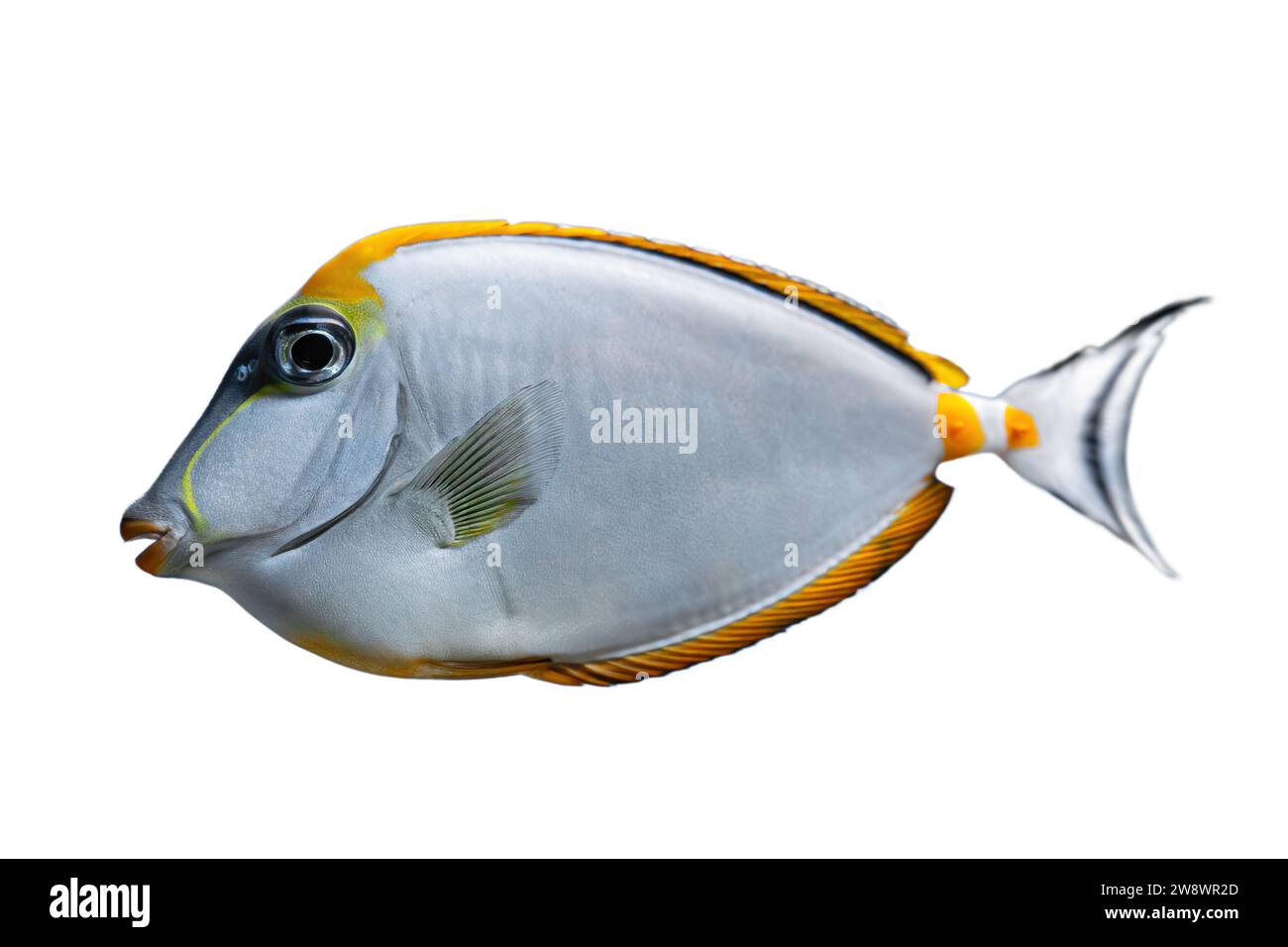 Fish blue yellow swimming Cut Out Stock Images & Pictures - Alamy
