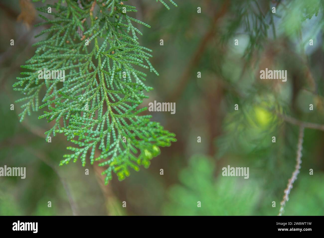 Closeup fresh green twigs thuja branches on blur background, Pine tree Stock Photo