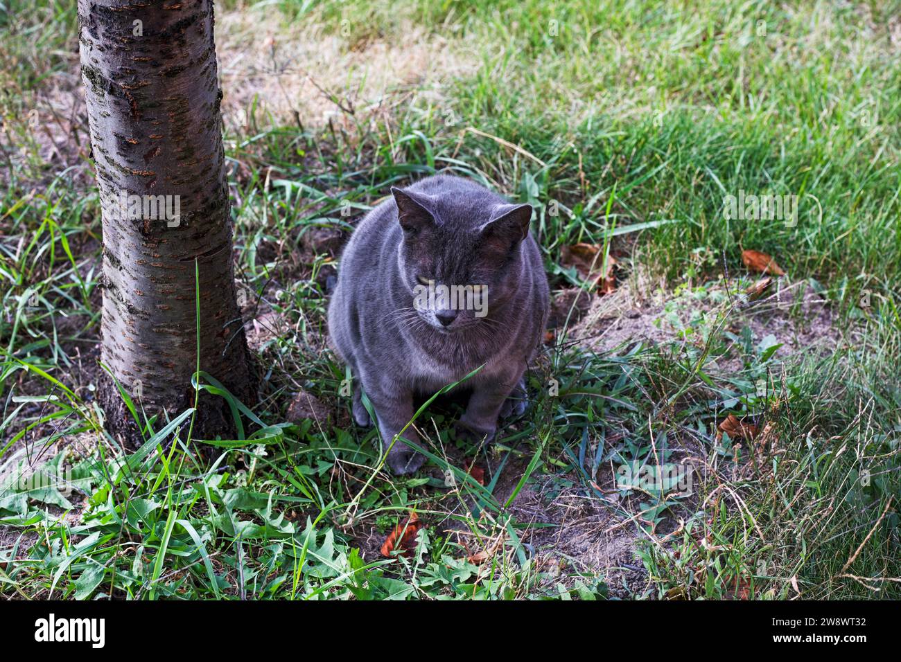 blue American Burmese cat poops in the garden under a tree Stock Photo