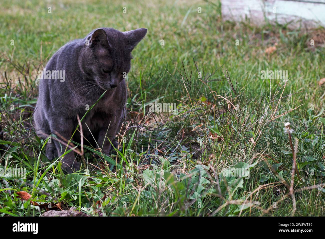 blue American Burmese cat poops in the garden under a tree Stock Photo