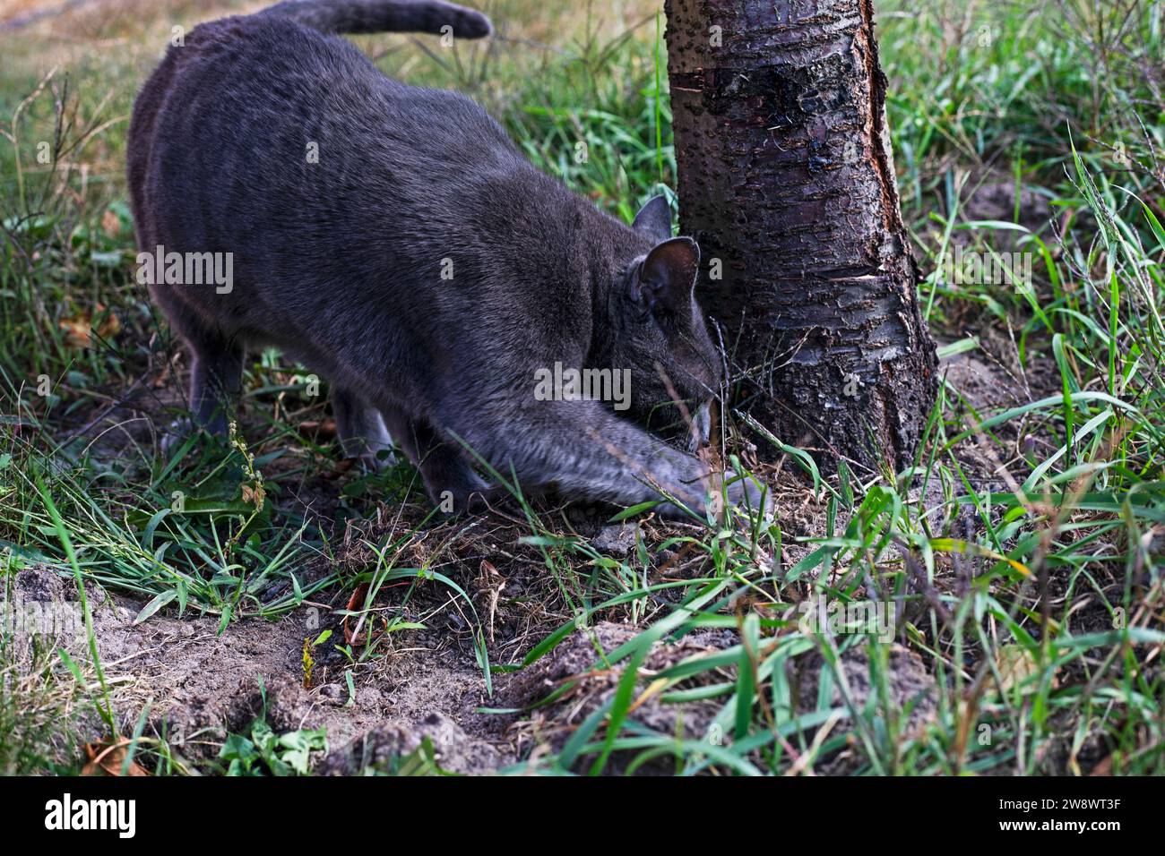 blue American Burmese cat poops in the garden under a tree Stock Photo