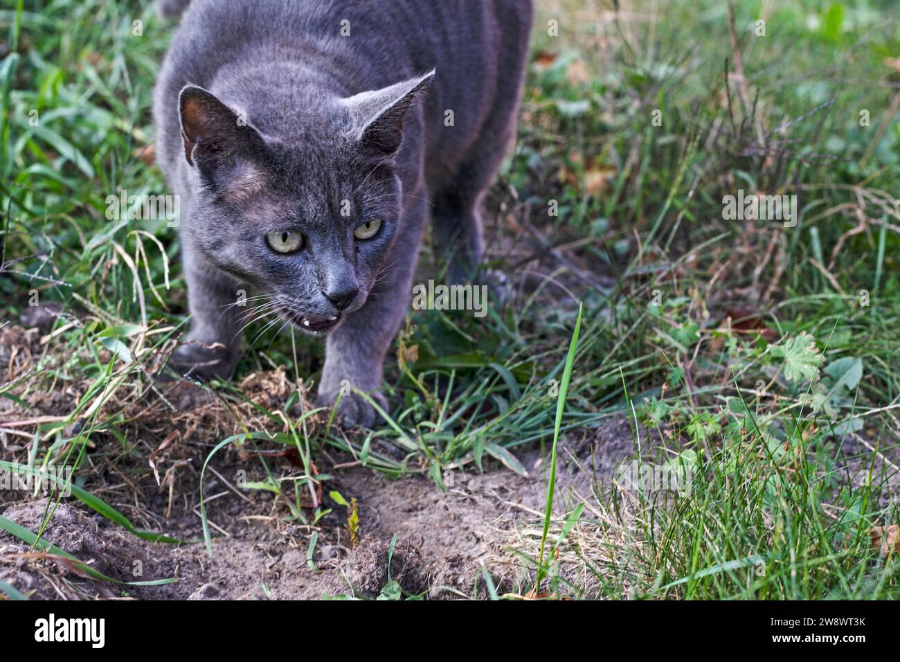 blue American Burmese cat poops in the garden under a tree Stock Photo