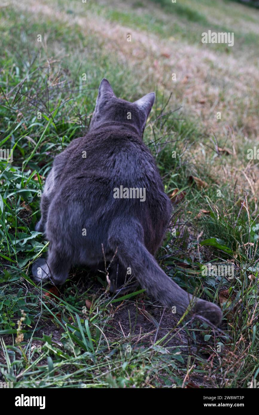 blue American Burmese cat poops in the garden under a tree Stock Photo