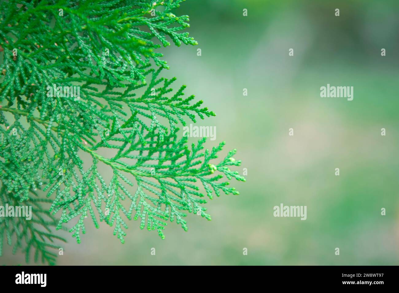 Closeup fresh green twigs thuja branches blur background, Pine tree Stock Photo