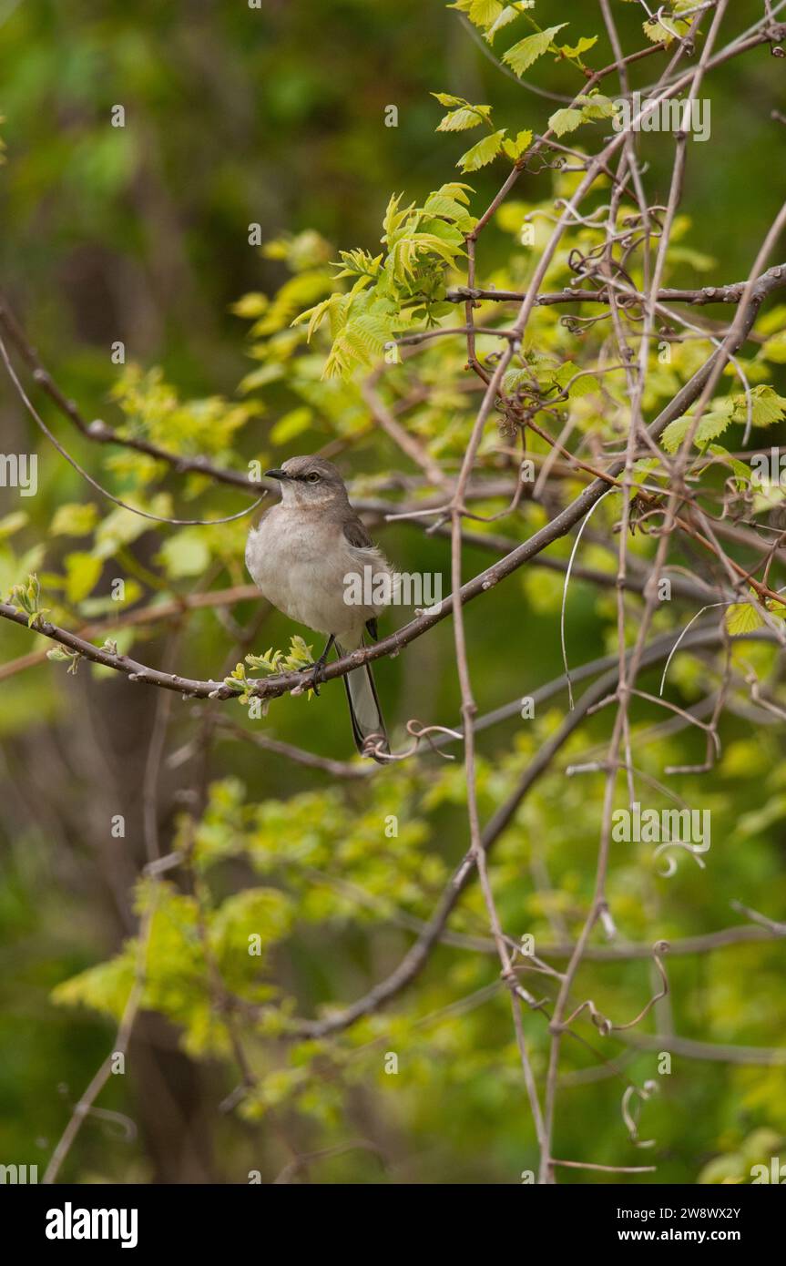 Northern Mockingbird perched in the bushes at Eastern Neck National Wildlife Refuge Stock Photo