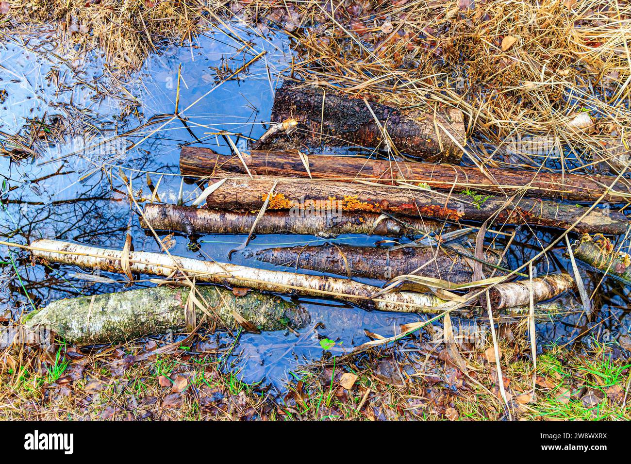 Trunks and branches of trees on accumulated waters in swampy terrain, dry wild grass, controlled deforestation in nature reserve, autumn day. Cutting Stock Photo