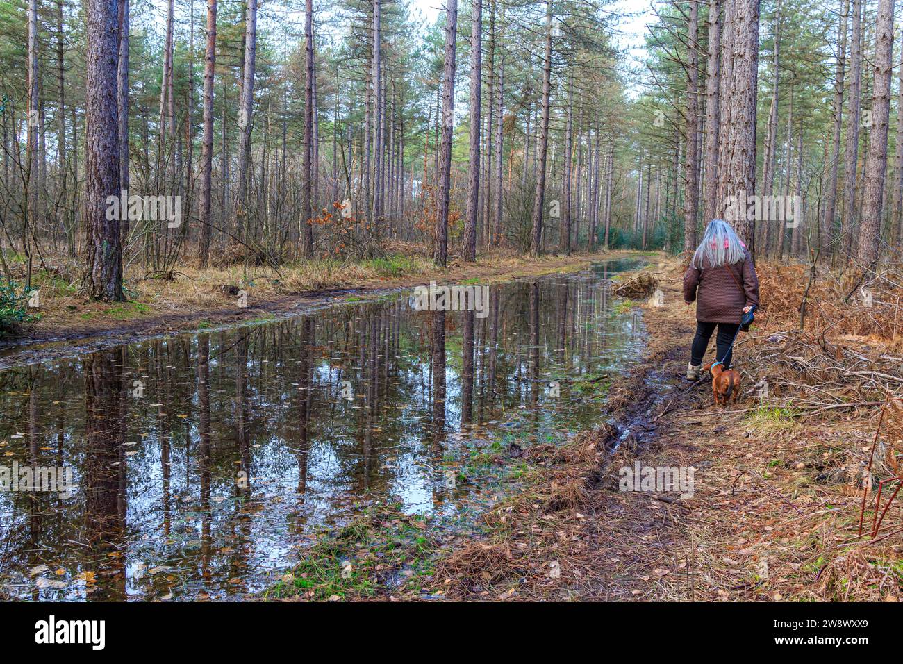 Rear view of woman walking with her dog on edge of path flooded with stagnant rain water, pine trees, reflection in surface, day in Hoge Kempen nation Stock Photo