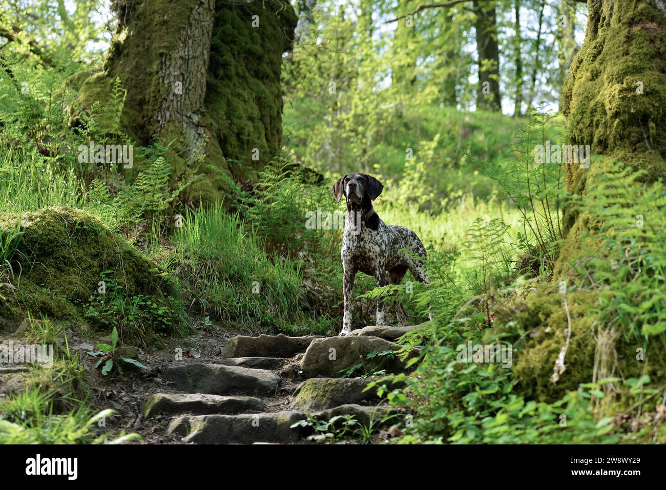 German Shorthaired pointer enjoying the view on the woodland walk Stock Photo