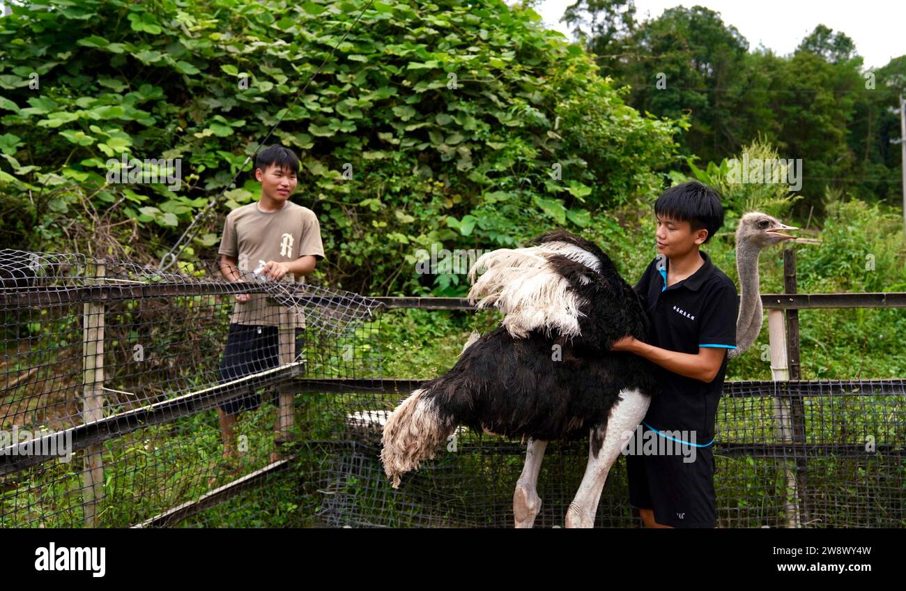 (231222) -- BEIJING, Dec. 22, 2023 (Xinhua) -- Wu Jinbiao arranges the feathers of an ostrich at an ostrich breeding cooperative in Huichang County, east China's Jiangxi Province, Sept. 13, 2023. Wu Jinbiao, a youth who graduated from a technical secondary school, started an ostrich breeding cooperative with his schoolmates. Last year, over 700 ostriches were sold at the cooperative with an output value exceeding 2 million yuan (about 279,800 U.S. dollars). The business also helped more than 40 local households increase income. As China moved to advance rural revitalization, more and more youn Stock Photo