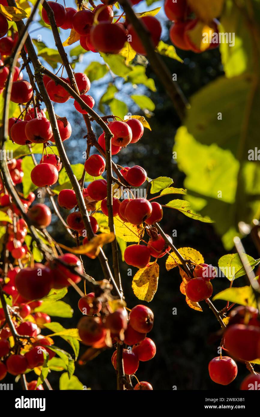UK, England, Cheshire, Goostrey, University of Manchester, Jodrell Bank Arboretum, fruit on malus trees in autumn Stock Photo