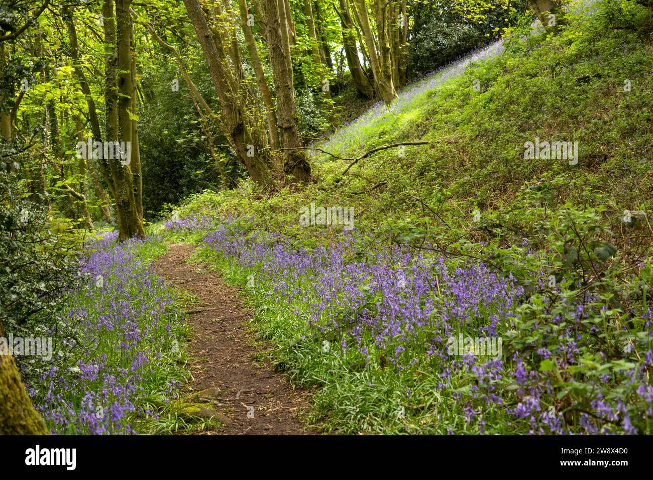 UK, England, Cheshire, Congleton, Puddle Bank Lane, bluebellfilled
