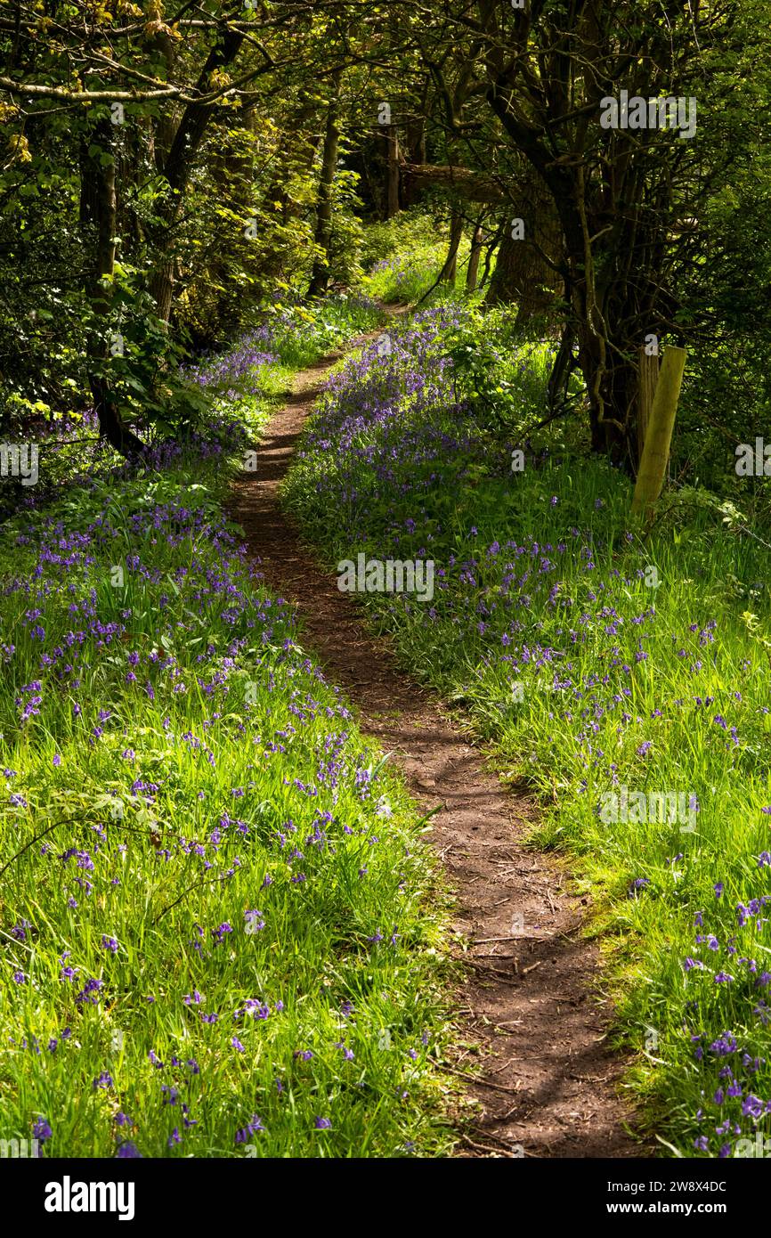 UK, England, Cheshire, Congleton, Puddle Bank Lane, bluebell-filled ...