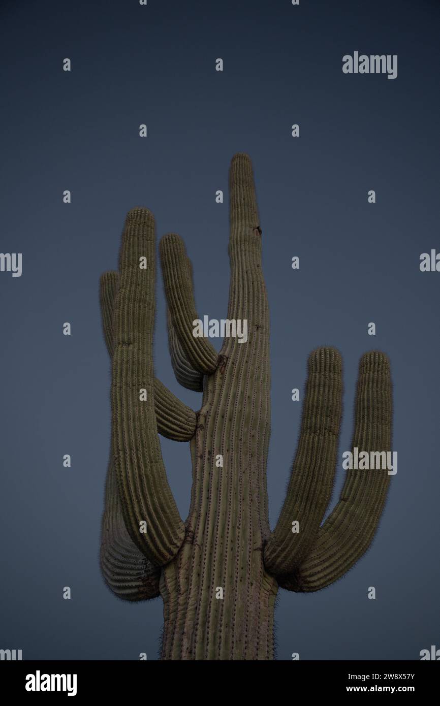 Desert sunrise landscape saguaro cactus cacti teddy-bear Cholla in Lost Dutchman Park Phoenix Arizona Cylindropuntia bigelovii - Carnegiea gigantea Stock Photo