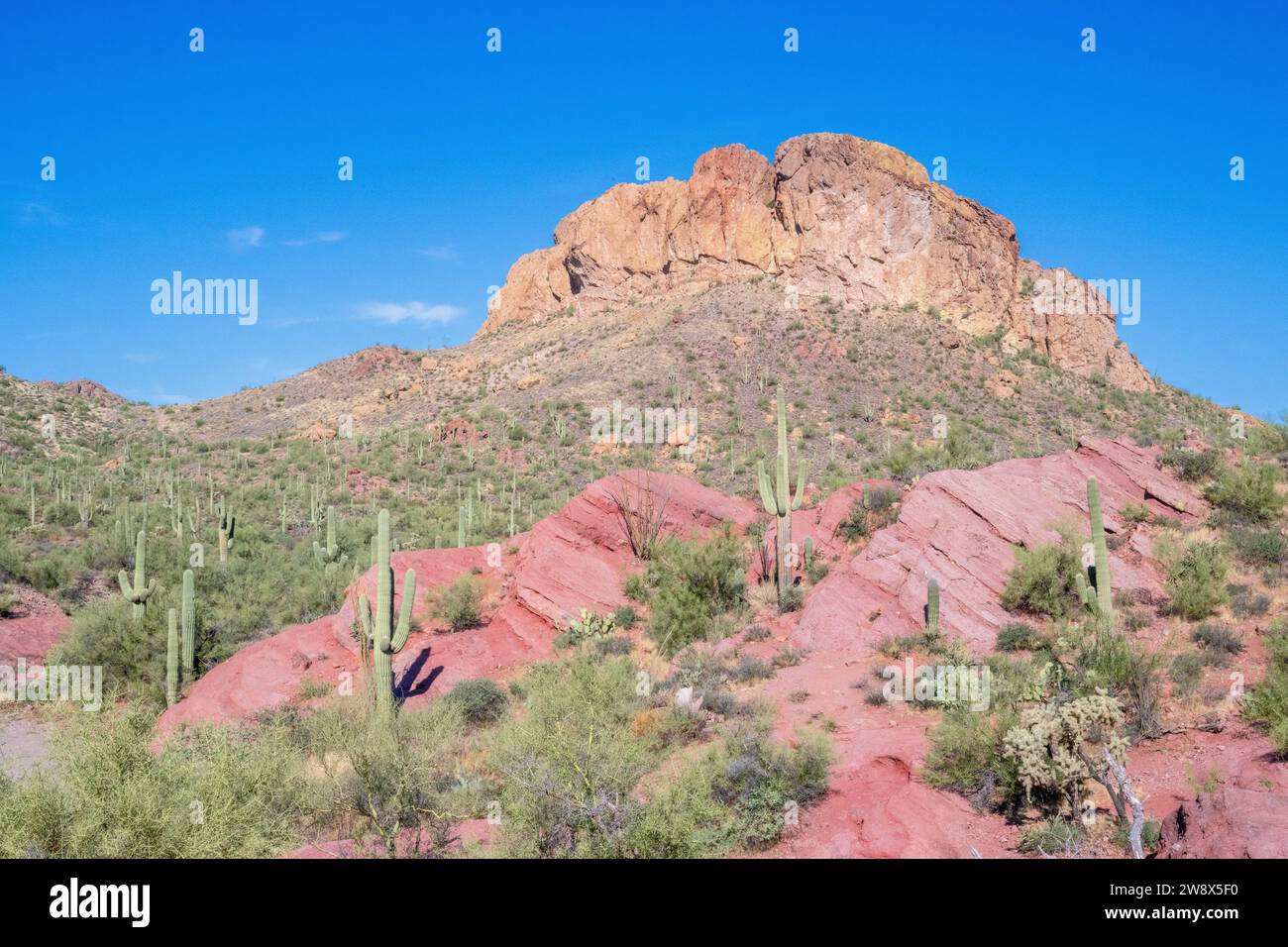 Tonto National Forest USA / America- desert landscape biome near Phoenix Arizona with cactus & cacti - saguaro and mountains mountain foothills Stock Photo