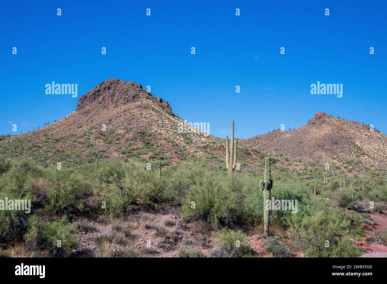 Tonto National Forest USA / America desert landscape biome near