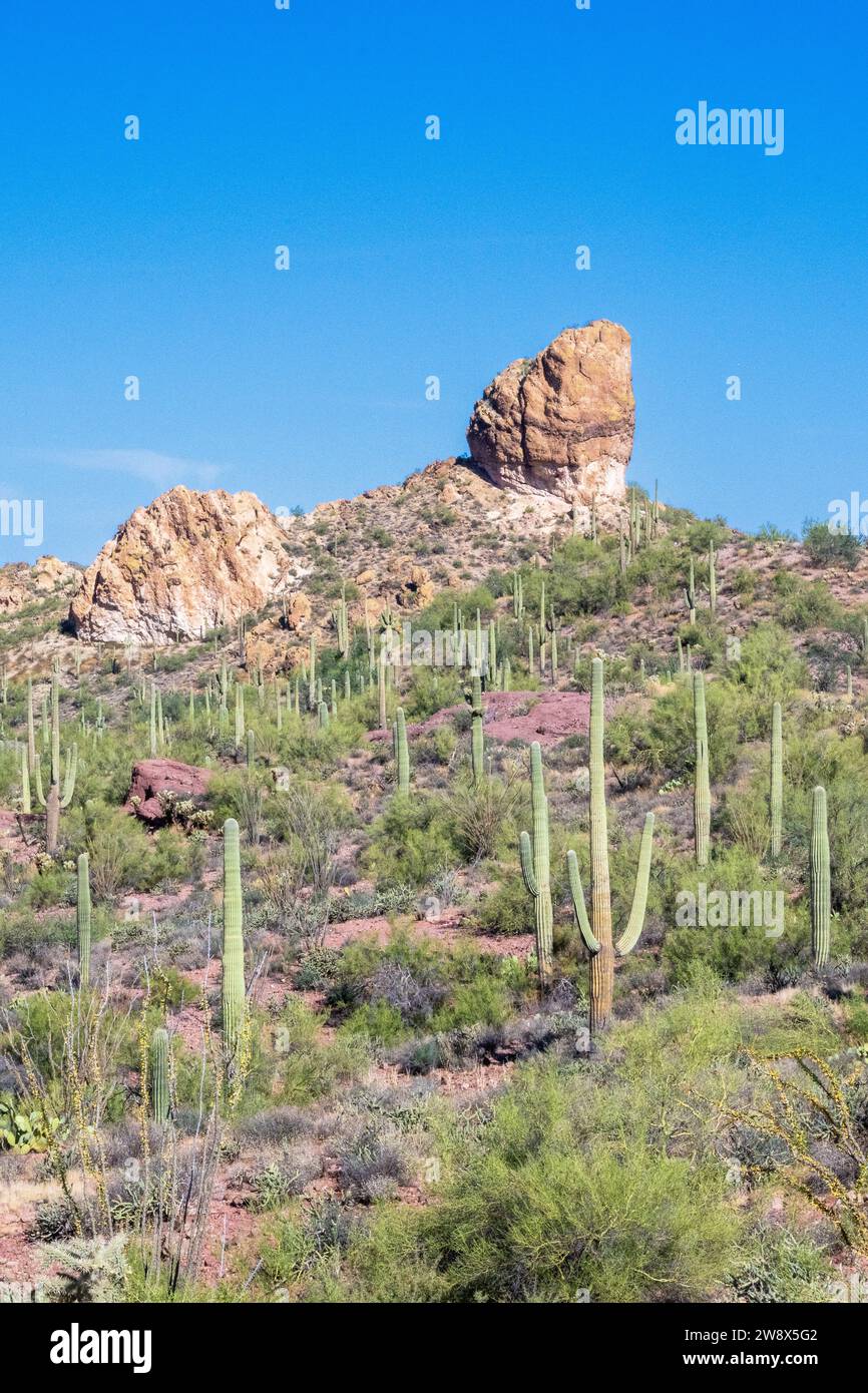 Tonto National Forest USA / America desert landscape biome near