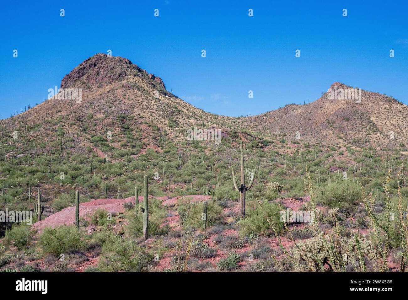 Tonto National Forest USA / America- desert landscape biome near Phoenix Arizona with cactus & cacti - saguaro and mountains mountain foothills Stock Photo