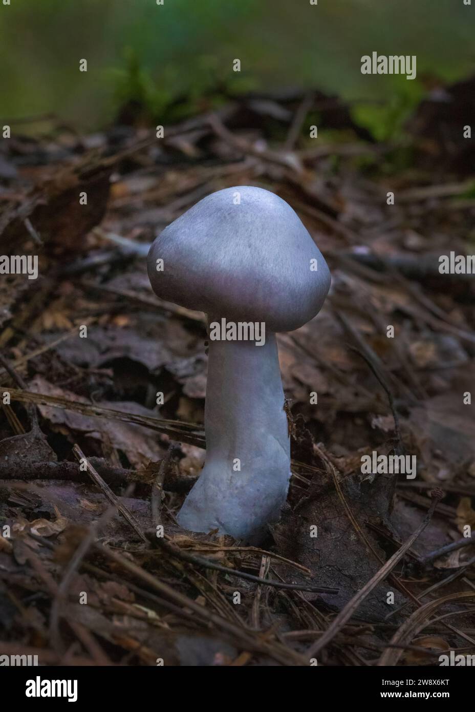 Violet Pearly webcap mushroom growing in leaf litter on forest floor Stock Photo
