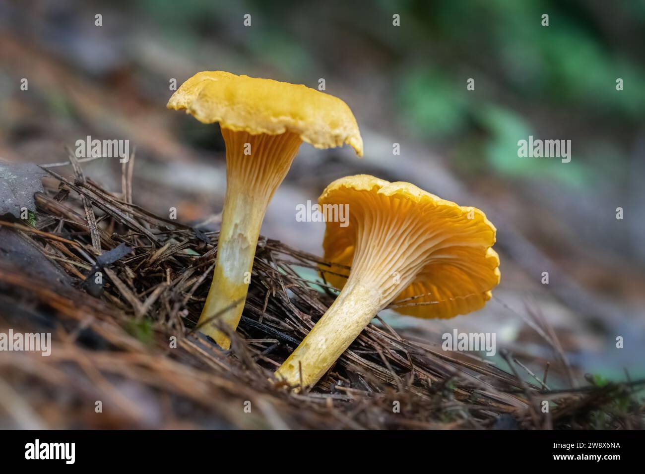Two yellow chanterelles mushrooms growing on forest ground Stock Photo