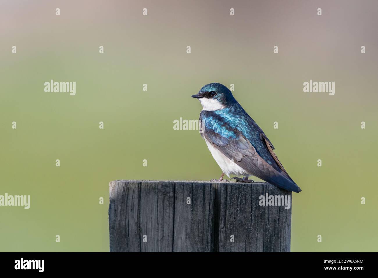 Male tree swallow hi-res stock photography and images - Alamy