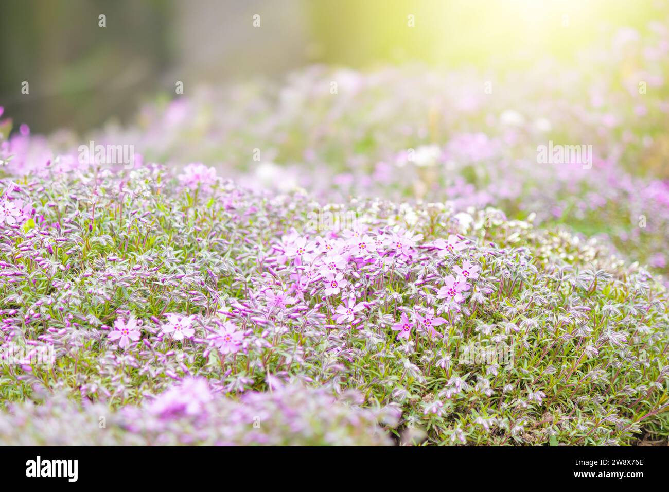 Close-up of pink Moss phlox flowers pink verbena on a blurred background. Stock Photo