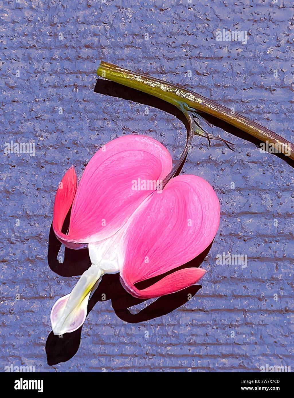 One pink Bleeding Heart flower (Lamprocapnos spectabilis) with stem attached, resting on purple painted background. Stock Photo