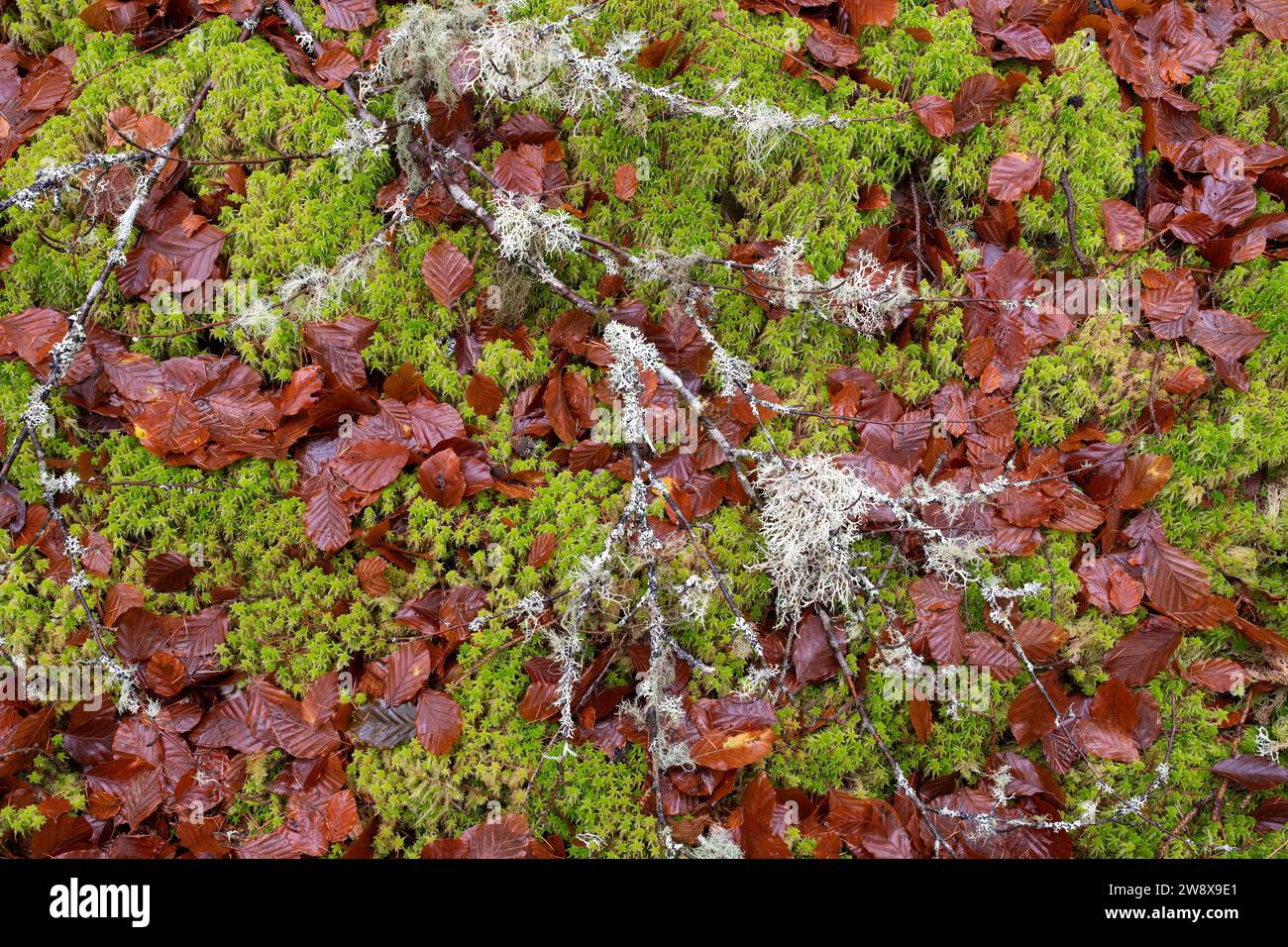 Lichen covered branches in moss and autumn leaves. Morayshire, Scotland Stock Photo