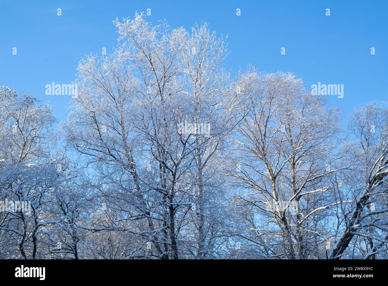 Betula Pendula. Frozen snow covered silver birch tree branches.   Scotland Stock Photo