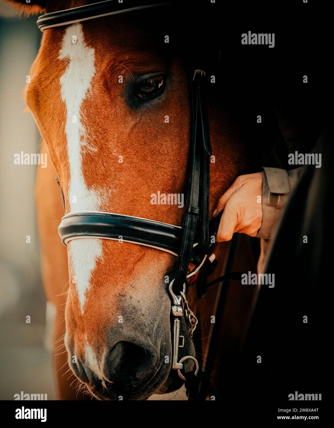 Portrait of a sorrel horse, which a horse breeder puts a leather bridle on its muzzle. Equestrian sports and horse riding. Sports equipment. Stock Photo