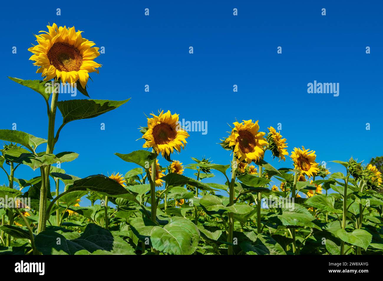 Field With Common Sunflowers Helianthus Annuus With Big Yellow