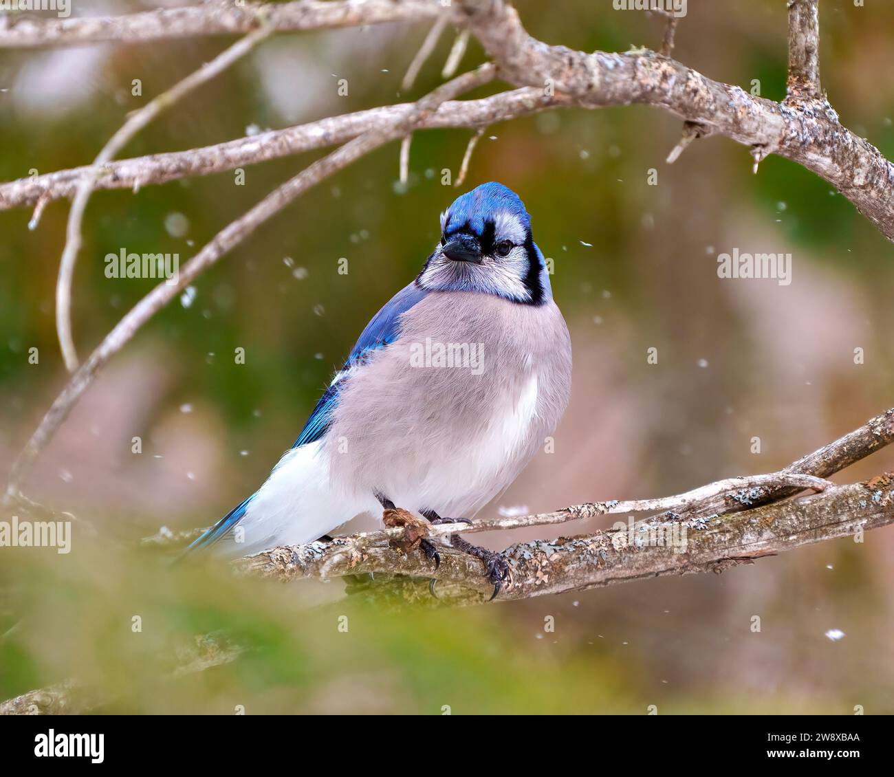 Blue Jay close-up front view perched in the winter time with falling snow and a blur soft background in its environment and habitat. Jay Picture. Stock Photo