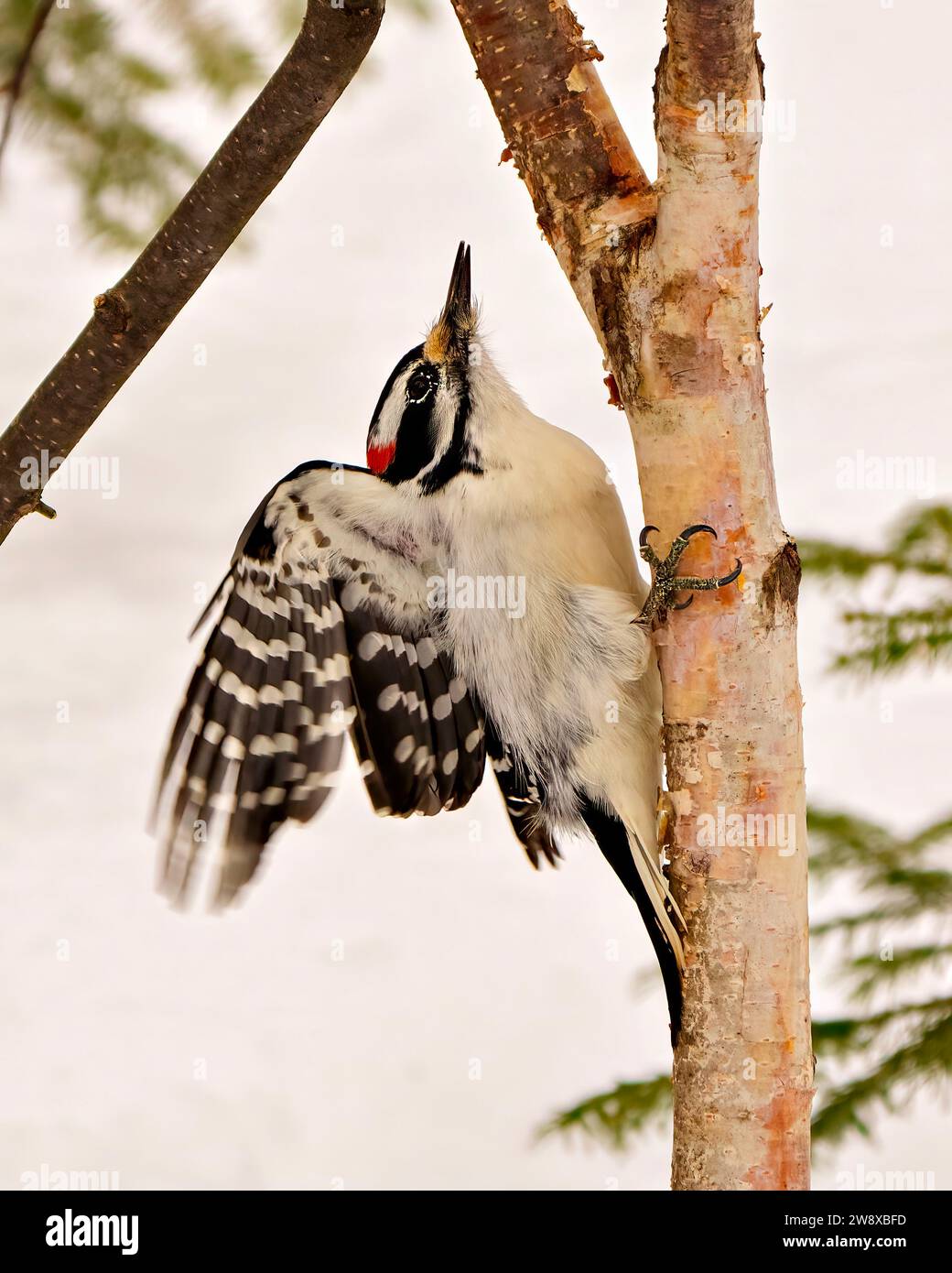 Woodpecker male close-up climbing a birch tree with open wings with a blur forest background in its environment and habitat surrounding. Flapping wing Stock Photo