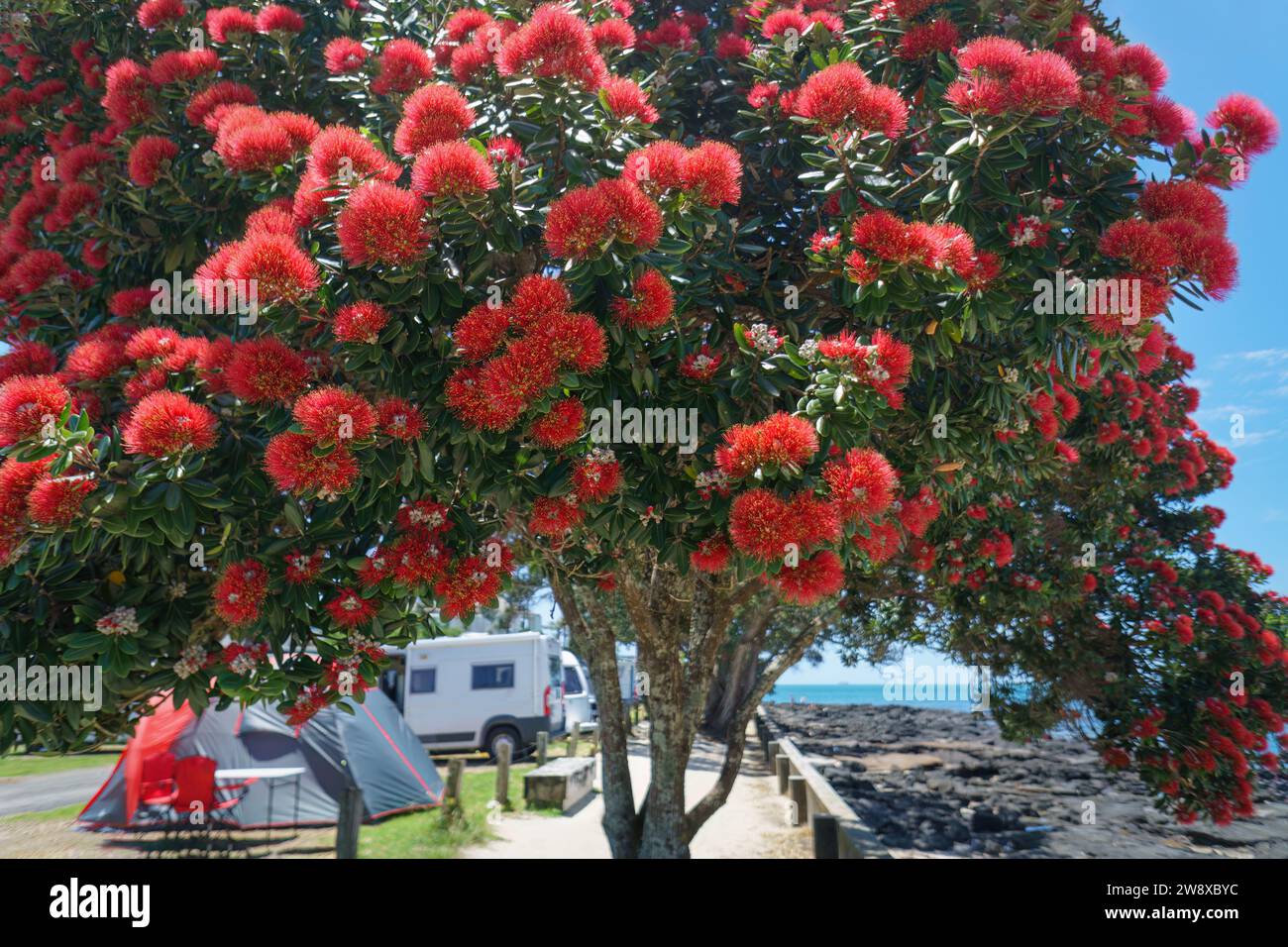 Takapuna beach in summer. Pohutukawa trees in full bloom. Campervans and tents in the background. Auckland. Stock Photo