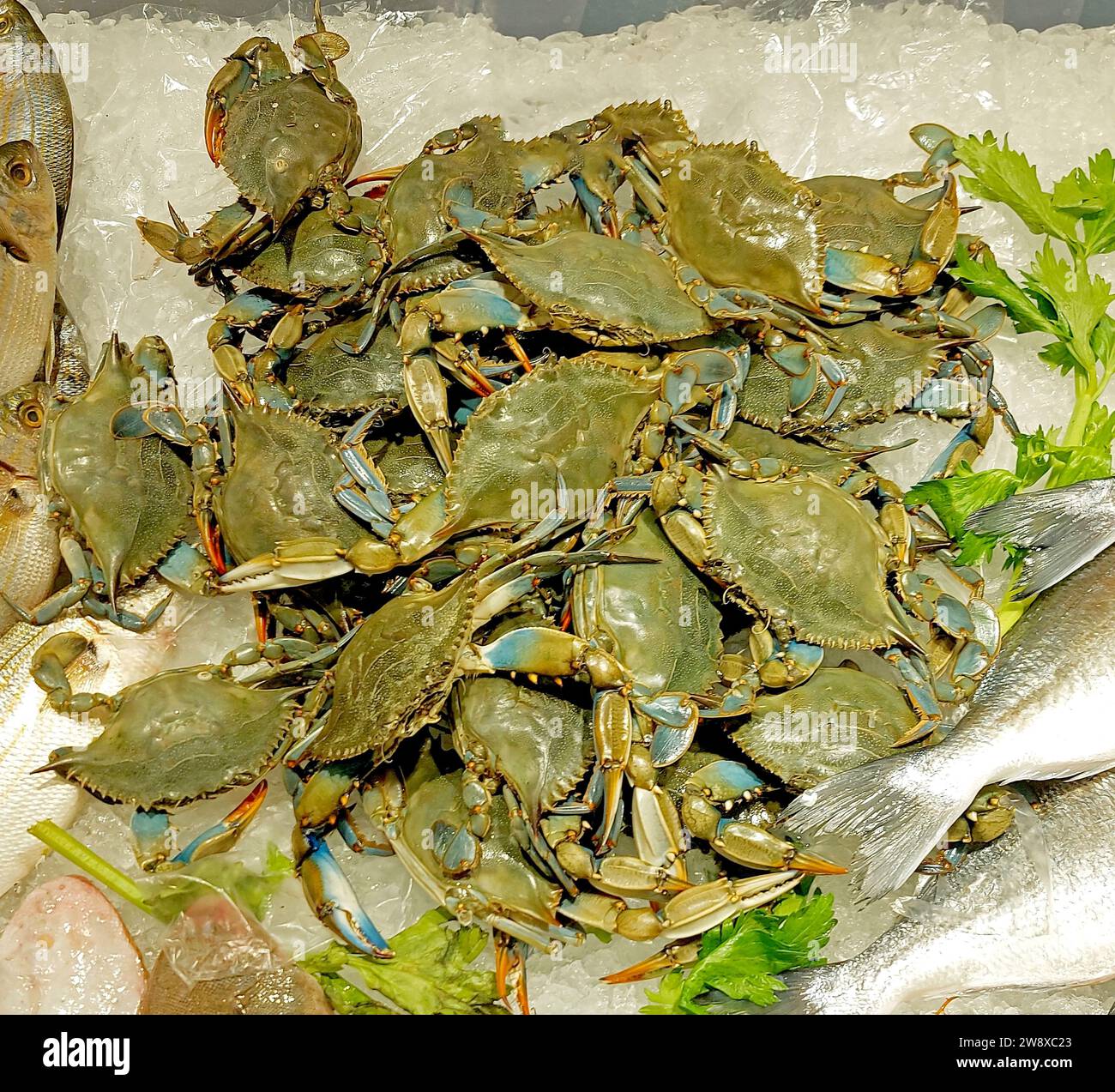 lots of very fresh blue crabs on the counter full of ice for sale in the fishmongers Stock Photo