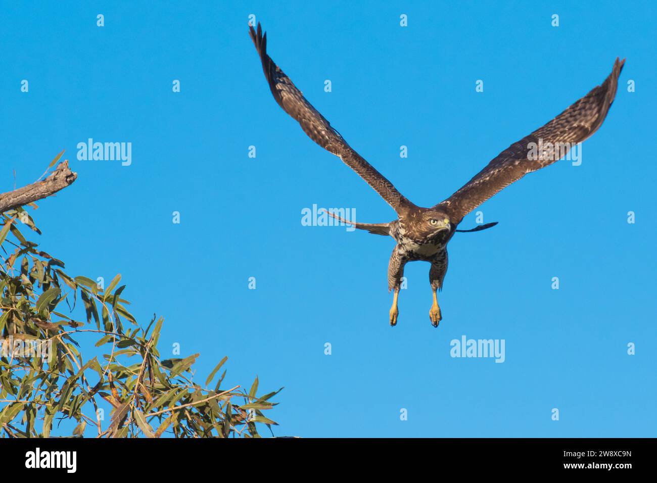 Wild Red-tailed hawk (Buteo jamaicensis )  flying in  Orange County California USA Stock Photo