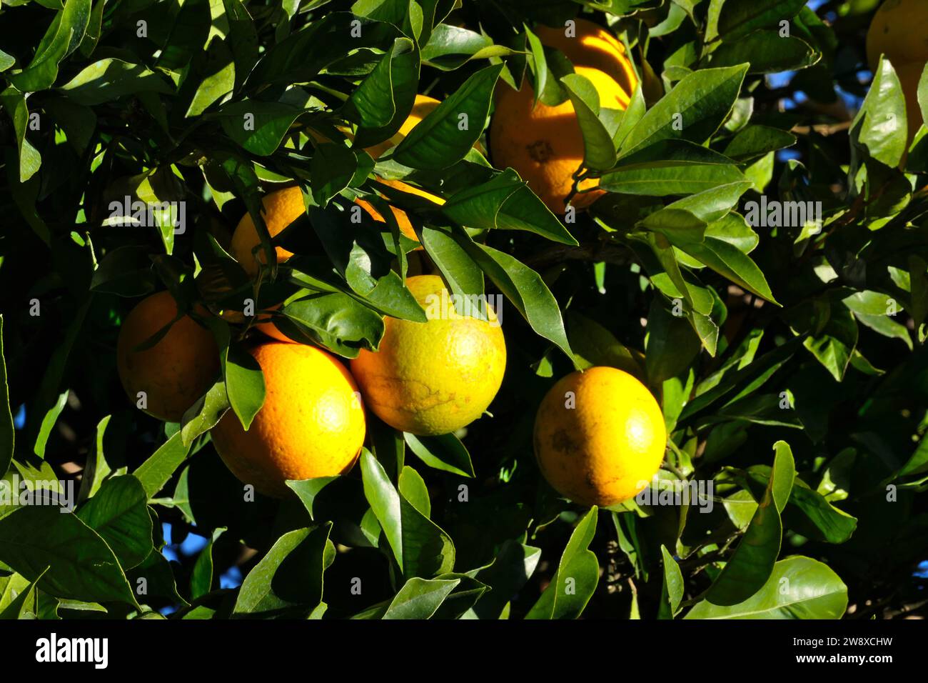 Orange garden ripe oranges hi-res stock photography and images - Alamy