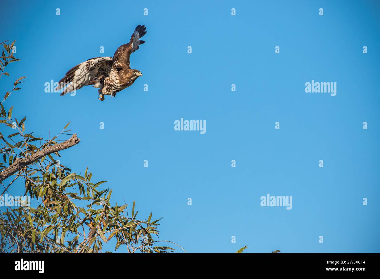 Wild Red-tailed hawk (Buteo jamaicensis )  flying in  Orange County California USA Stock Photo