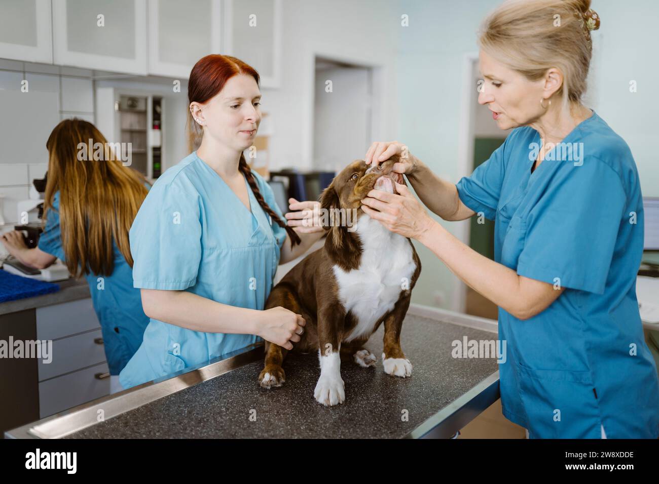 Mature female veterinarian examining bulldog with help of nurse in veterinary clinic Stock Photo