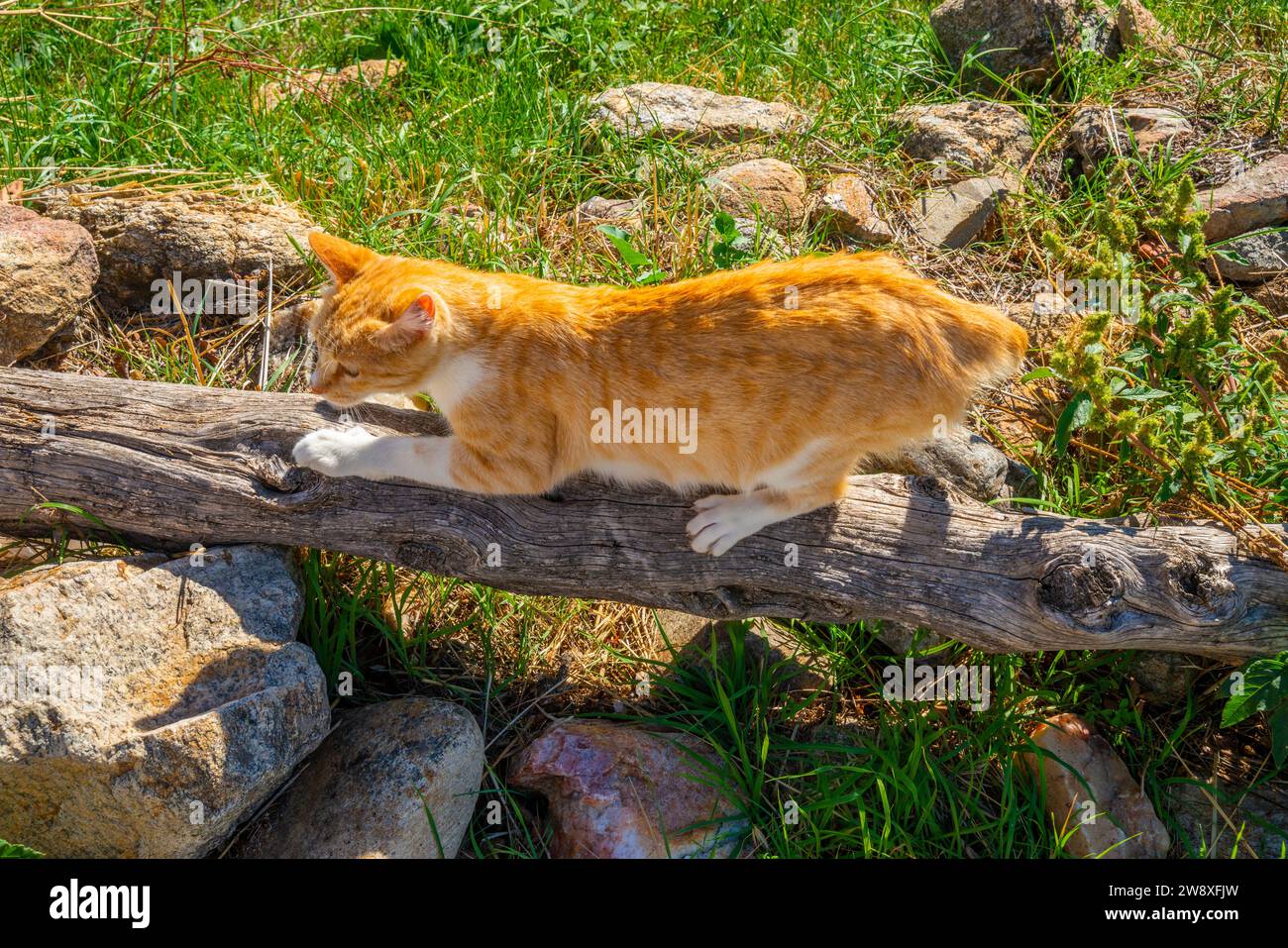 Tabby and white cat scratching a tree trunk. Stock Photo