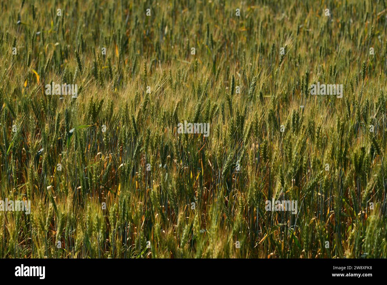 Grain grown hi-res stock photography and images - Alamy