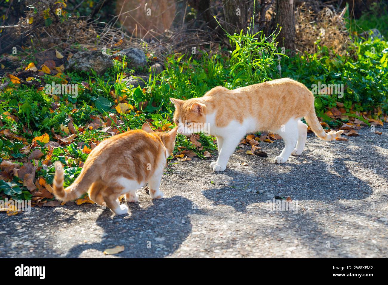 Cat and kitten in contact. Stock Photo