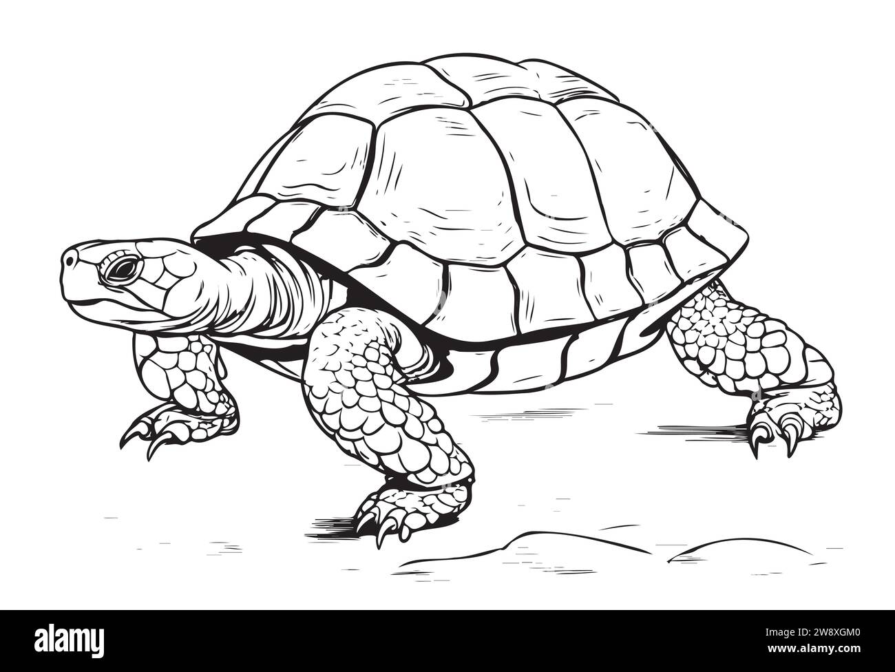 Tortoise hand drawing vector illustration isolated on white background Reptile Stock Vector