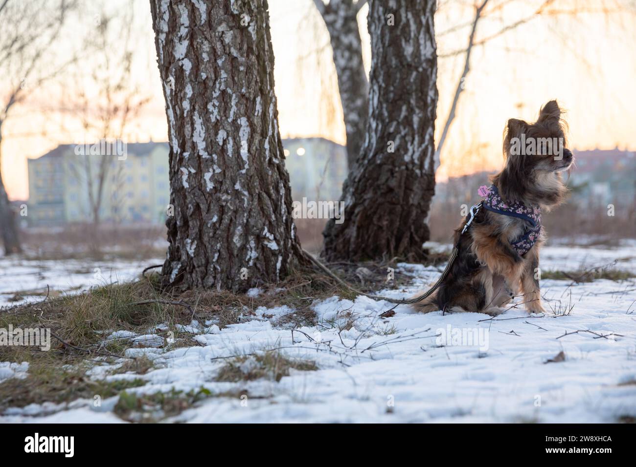 Small dog tied to a tree hi-res stock photography and images - Alamy
