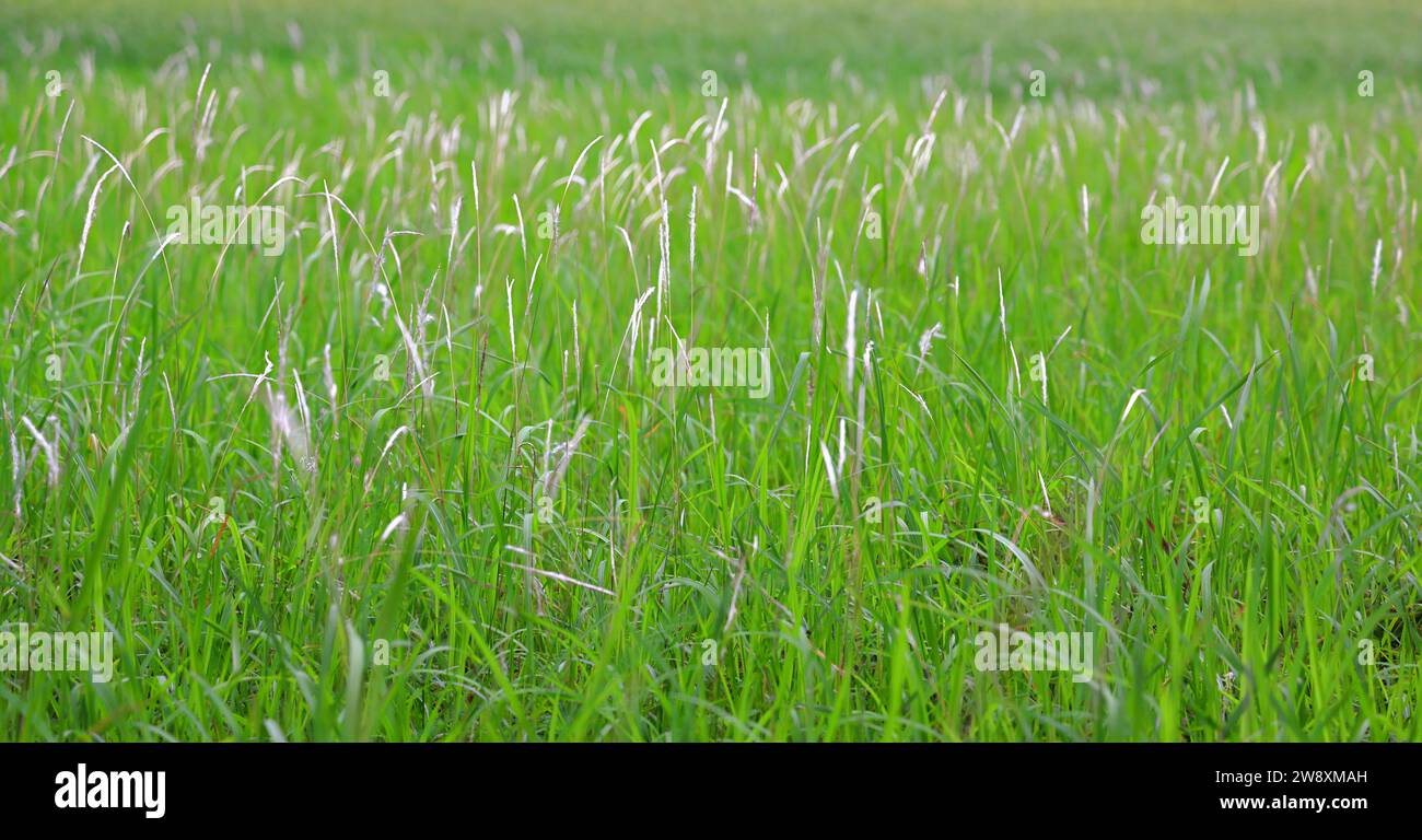 wild grass in Nature, Beautiful wild grass in field with natural light. Stock Photo