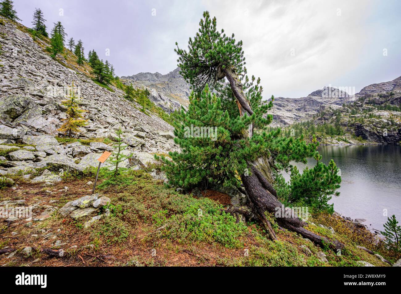 An approximately 300-year-old monumental Swiss pine in Mont Avic Natural Park, Valle d'Aosta, Italy. Stock Photo