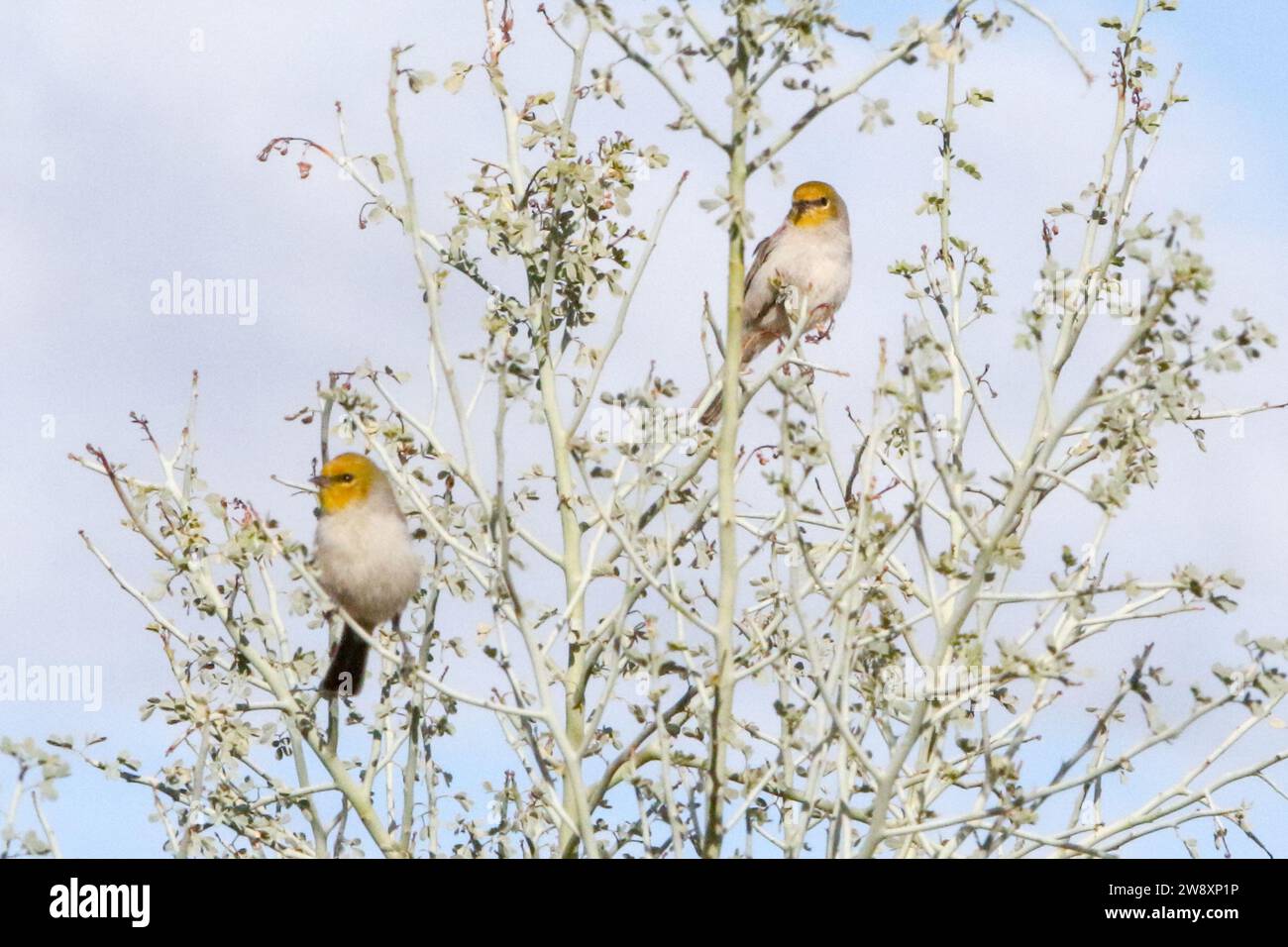 Two Verdin sit on a Teer Stock Photo