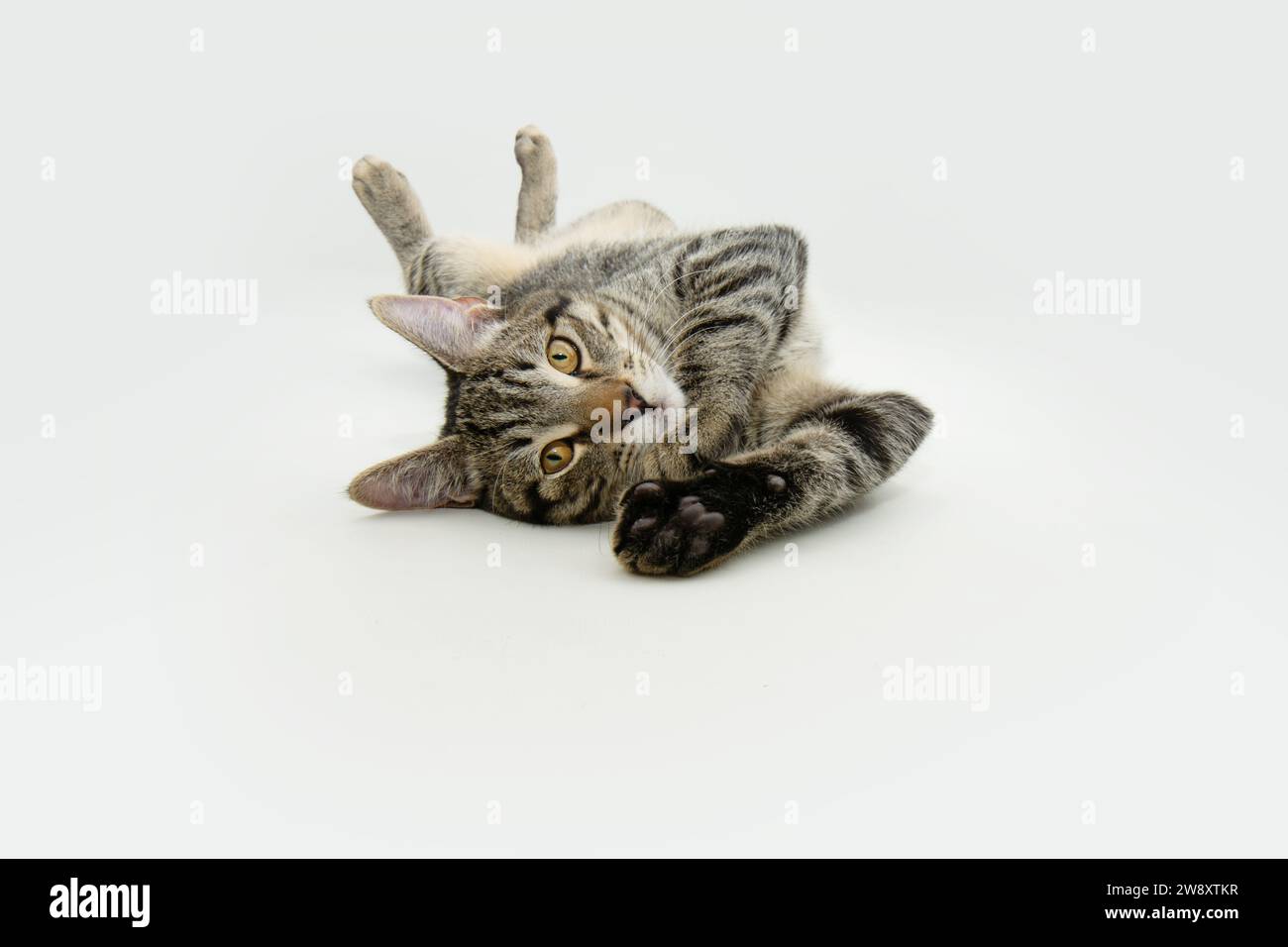 Portrait playful  tabby cat lying down looking at camera. Isolated on white background Stock Photo
