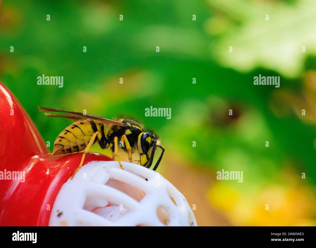 Close up of Yellow Jacket crawling and feeding on a hummingbird feeder